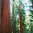 Sequoia National Park (USA, California)