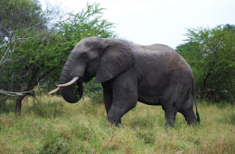 KRUGER NATIONAL PARK (SOUTH AFRICAN REPUBLIC)