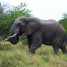 KRUGER NATIONAL PARK (SOUTH AFRICAN REPUBLIC)