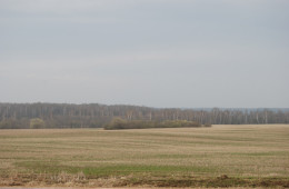 Borodino Field