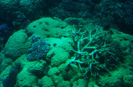 Great Barrier Reef