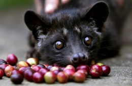 Kopi Luwak Coffee