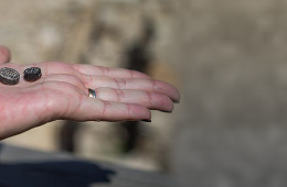 Ancient seals discovered bearing female and male names