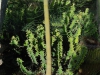 Сад кактусов в Кибуце Маган Михаэль