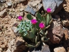 GRAND_CANYON_44.JPG