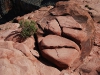 GRAND_CANYON_46.JPG