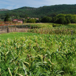 Кукурузные поля